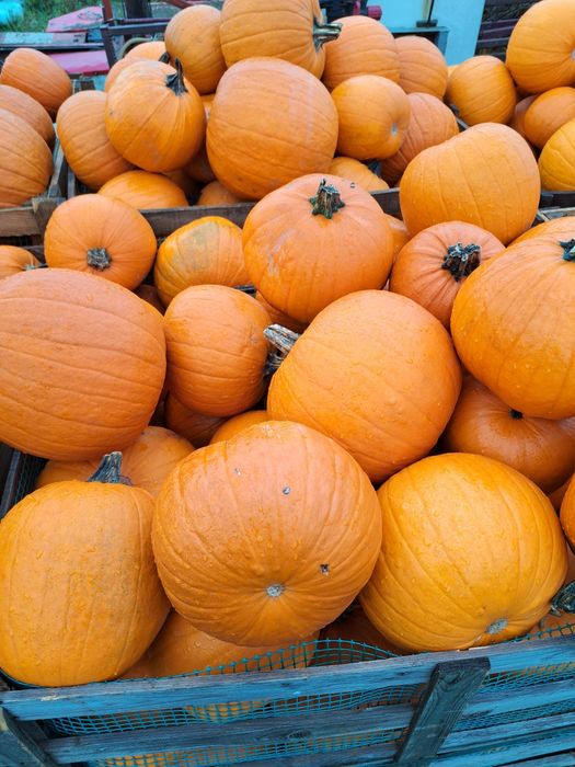 Sprzedam dynie paszową