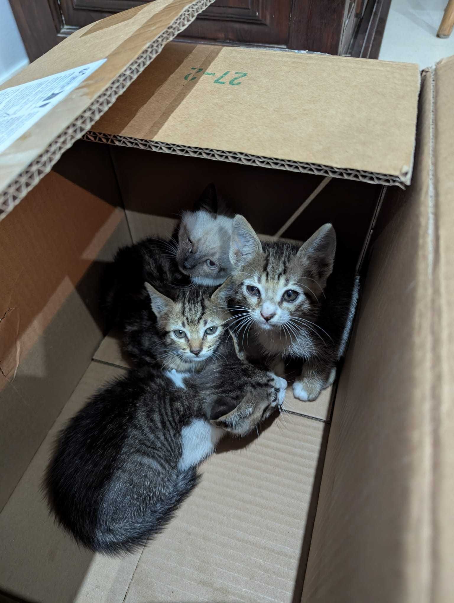 Gatos bebés adoção