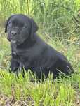 Czarny Cane Corso Italiano szczeniak Rodowód mocni rodzice szczeniacze