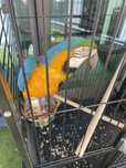 Arara  com gaiola