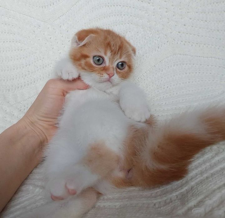 Симпатичный и харизматичный котенок-девочка породы Скоттиш Фолд. Киев
