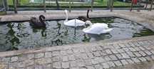 Casal de cisnes pretos e brancos