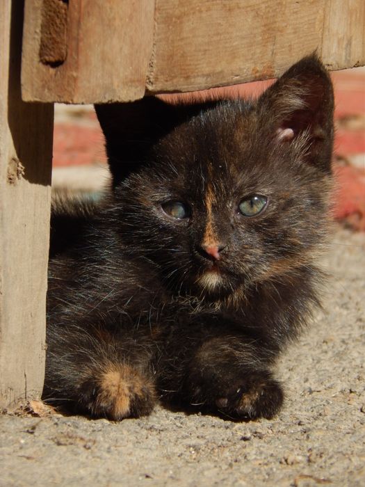 Дівчинка в добрі руки