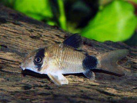 Promocja Kirys panda,  Corydoras Panda. Cetarius