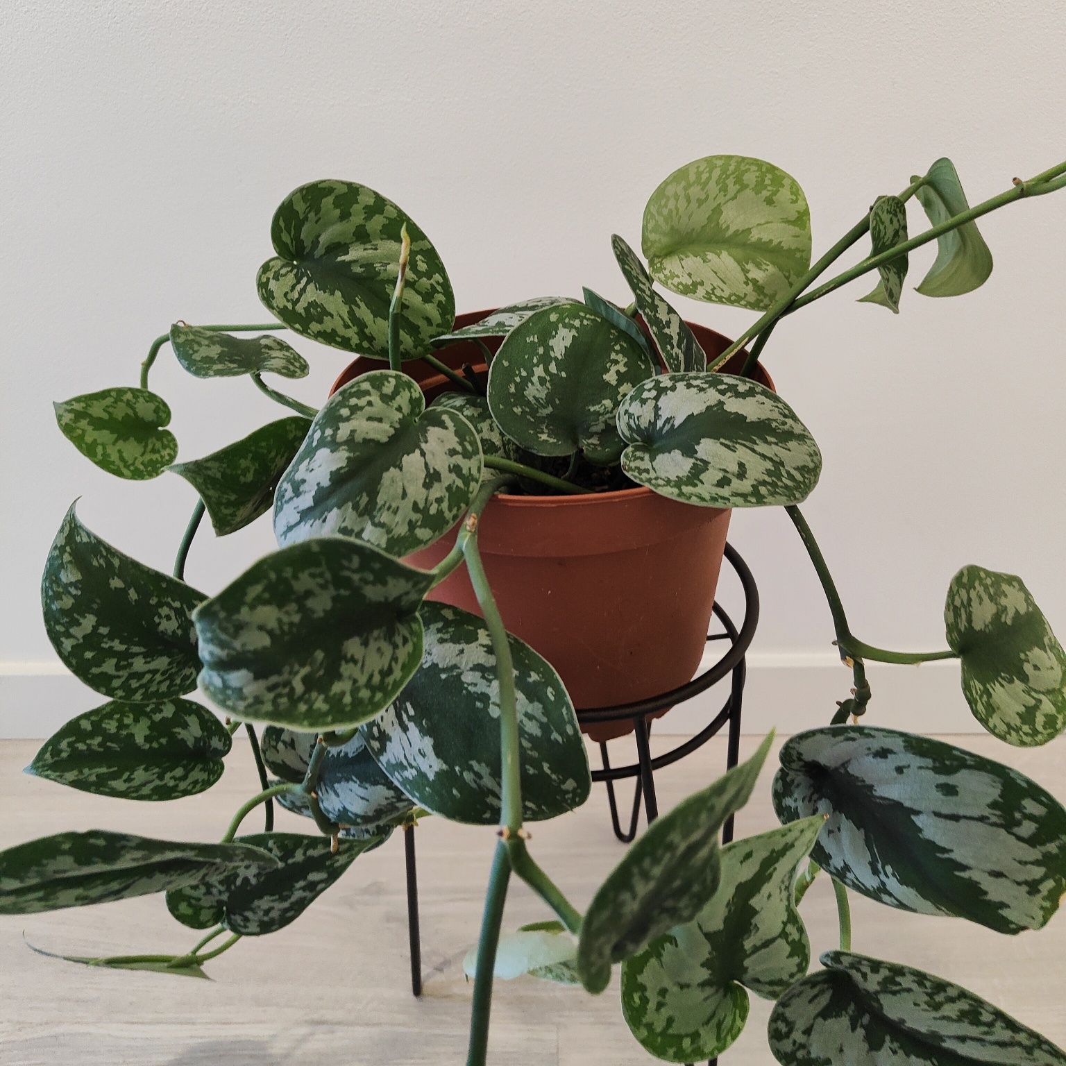Scindapsus trebie // planta interior