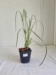 Trawa Pampasowa Biała – Cortaderia selloana, 60 cm, Doniczka 2L