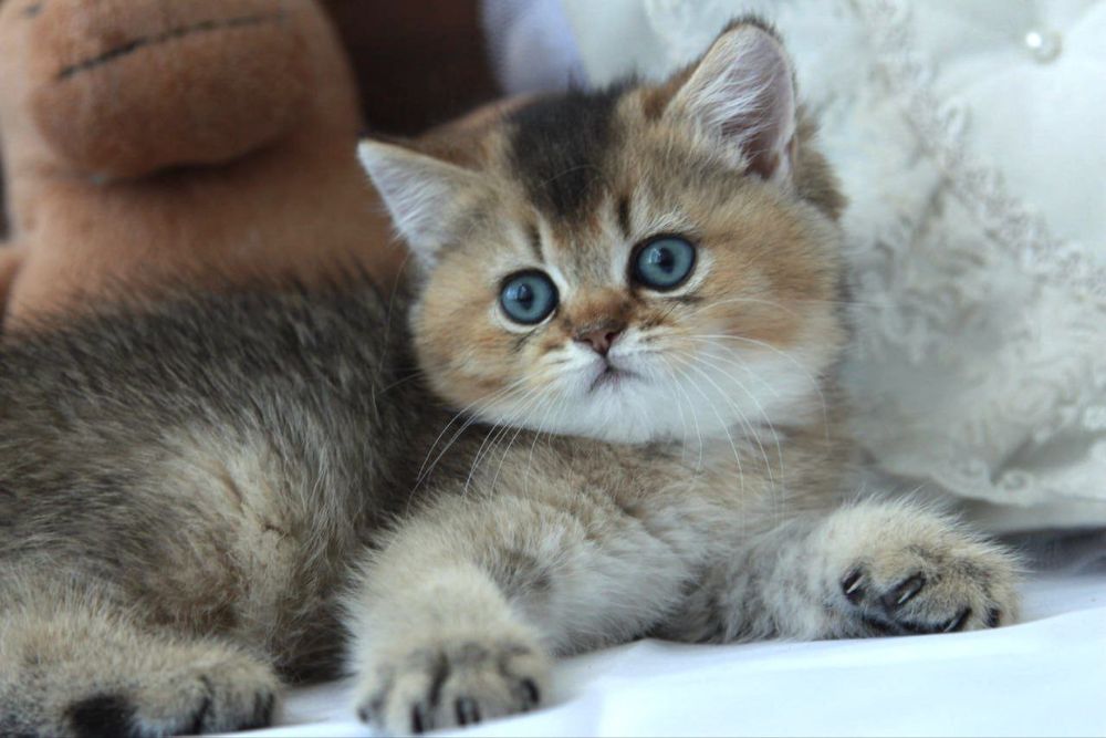 Британский котёнок