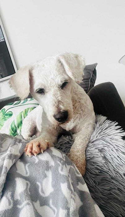 Mała sunia do adopcji