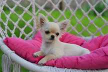 Miniaturowe rozmiary dziewczynki i chłopca chihuahua