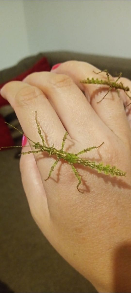 Taraxippus samarae młode i jajka