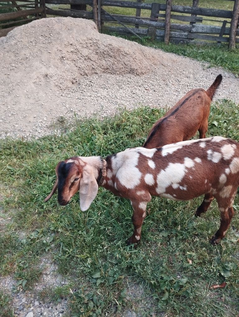 Продам цапа Англо- нобійскій