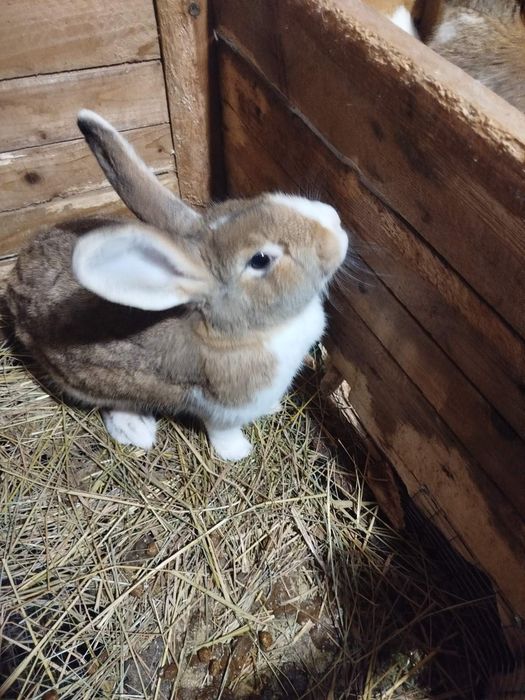 Продам самичок (самки)