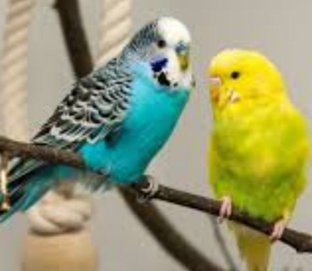 Маленькие красавчики волнистого попугая