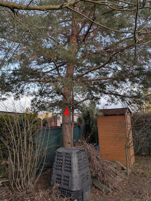 Oddam drzewa za darmo