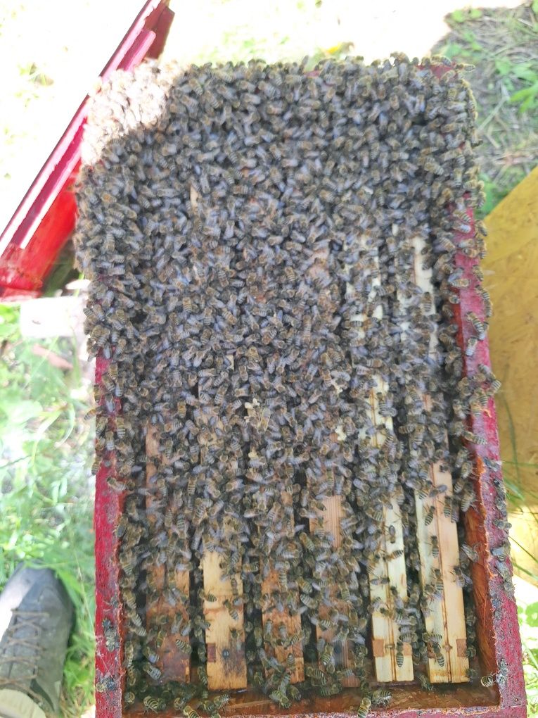 Odkłady pszczele, rodziny produkcyjne