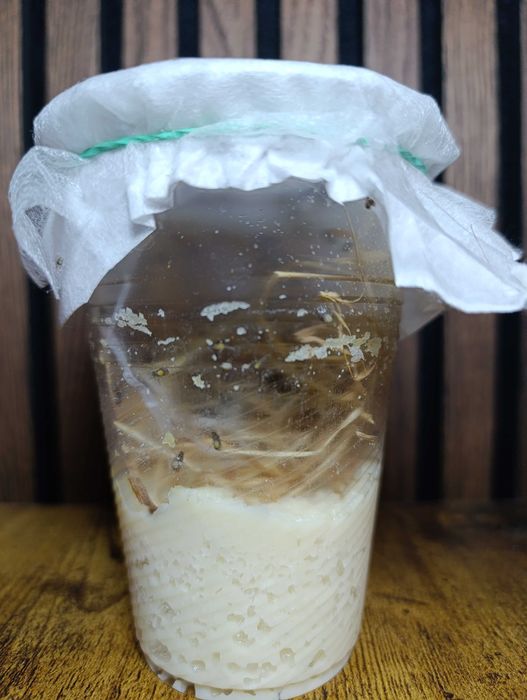 Не літаюча дрозофіла хідея, мошка, плодова муха. мелангастер