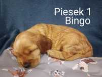 Cocker spaniel angielski