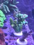 Acropora green zielona