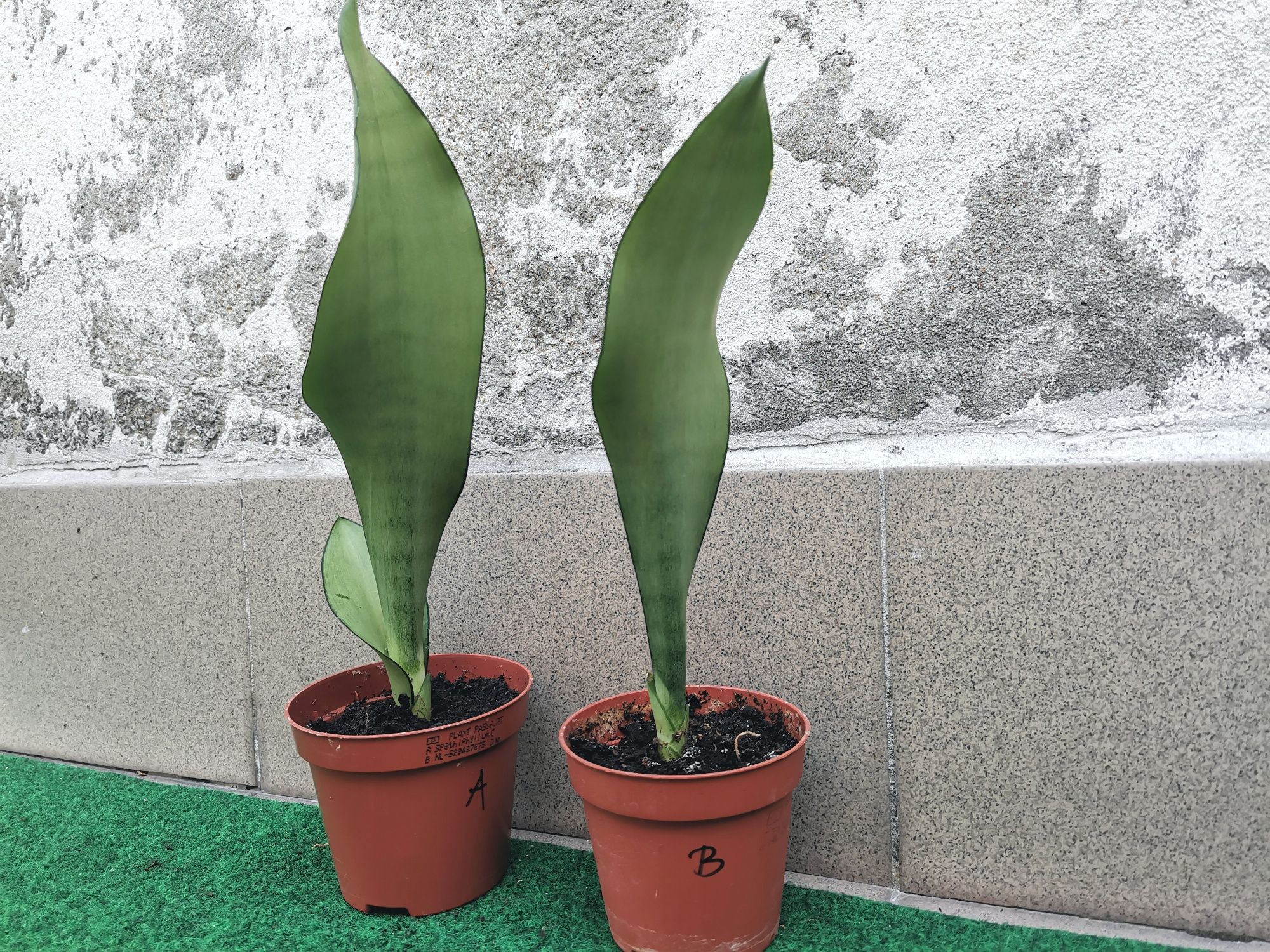 Sanseveria Trifasciata Moonshine sadzonki bejbiki w doniczce wężownica
