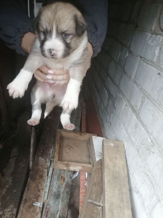 7 хлопців і дівчинка терміново шукають дім, привеземо