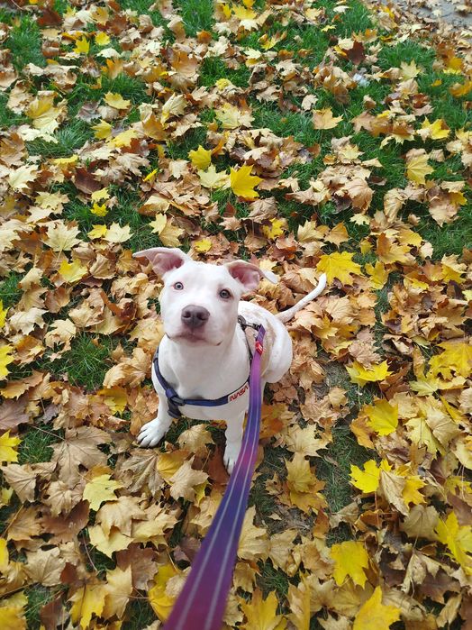 Амстаф 6 місяців