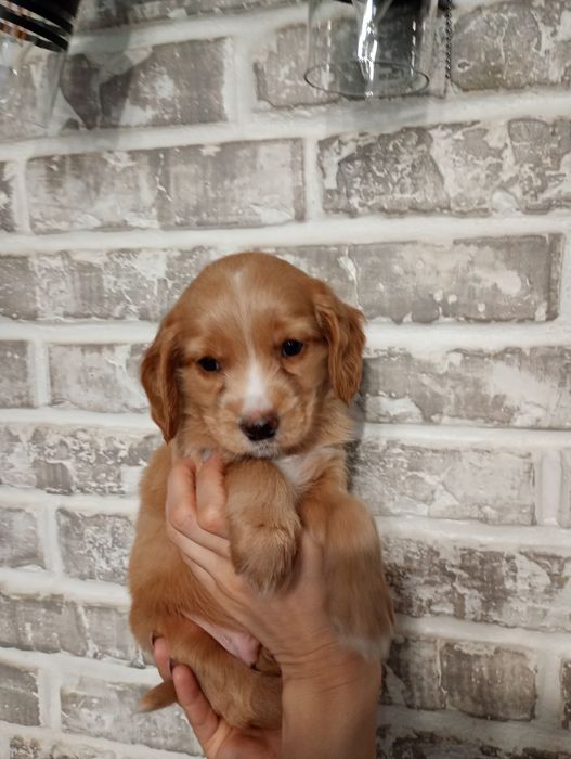 Цуценята кокер- спаніеля! 
У