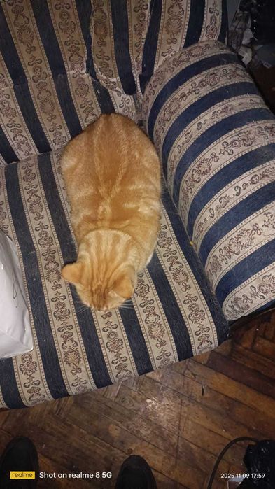 Котикам срочно нужен дом - хозяева умерли!