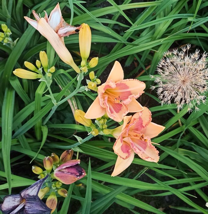 Liliowiec Strawberry Candy
