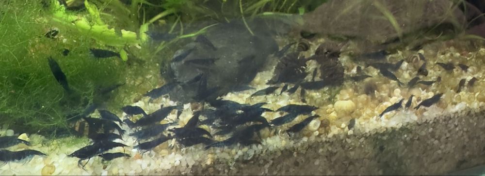 Креветка синя неокардіна