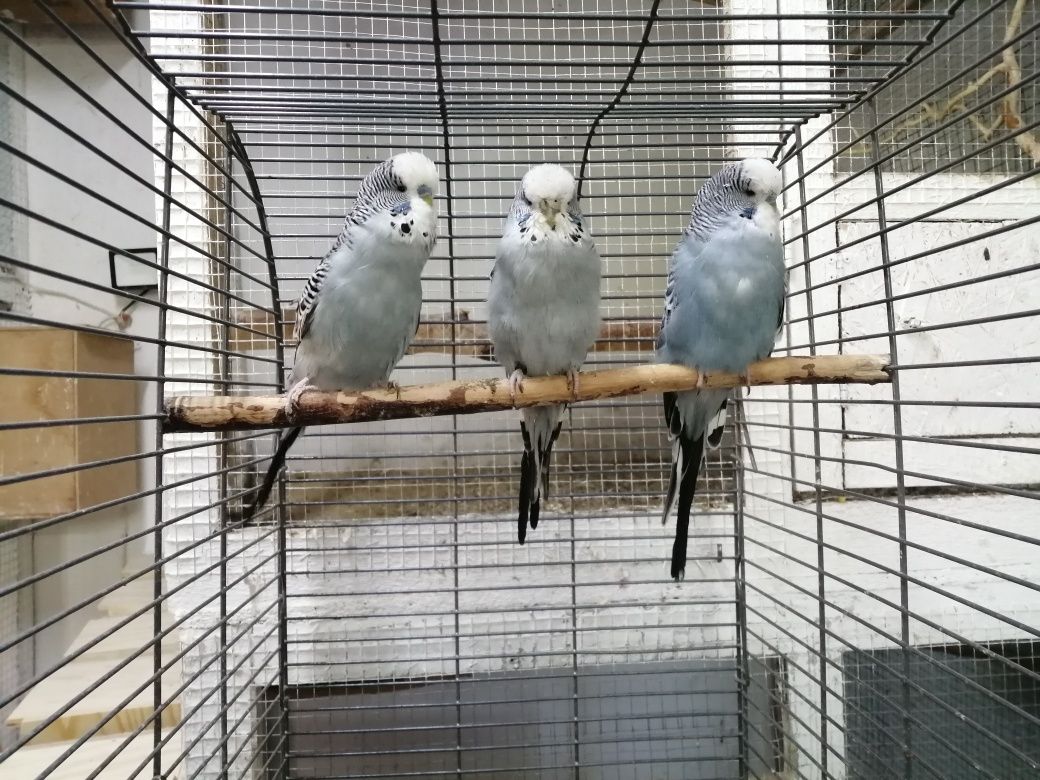 Papugi faliste wpf