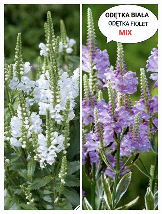 Kwiaty zimujące wieloletnie liliowce mix