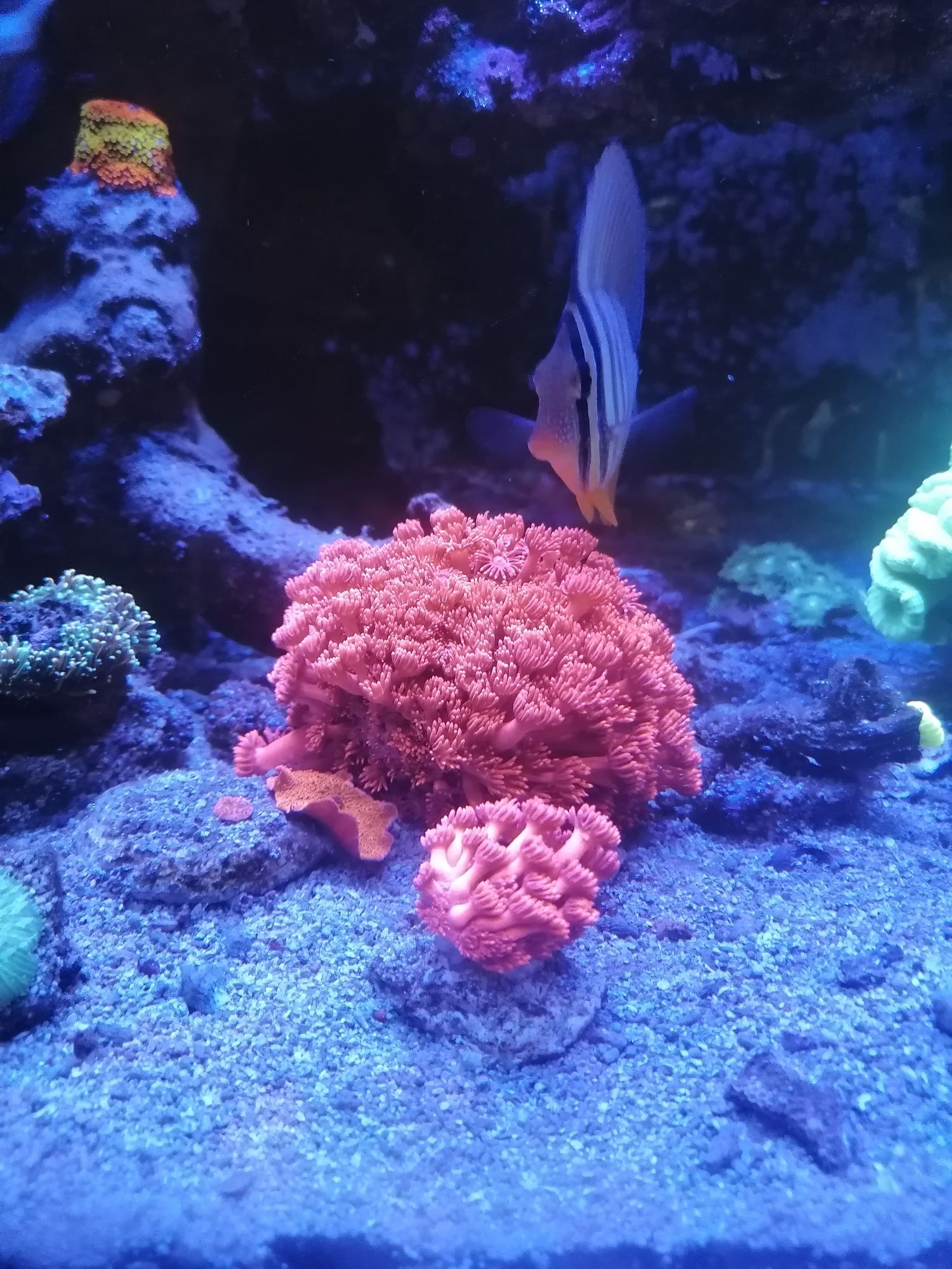 Szczepka koralowca goniopora akwarium morskie