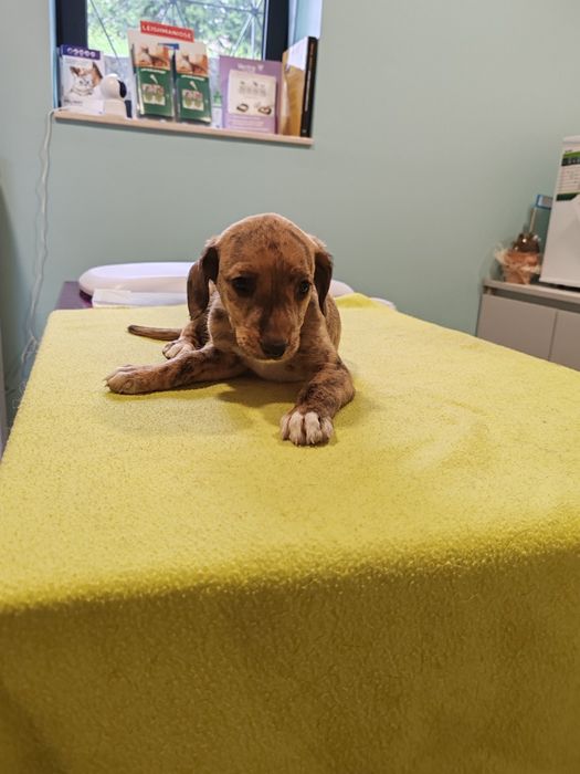 Dou cachorros porte grande