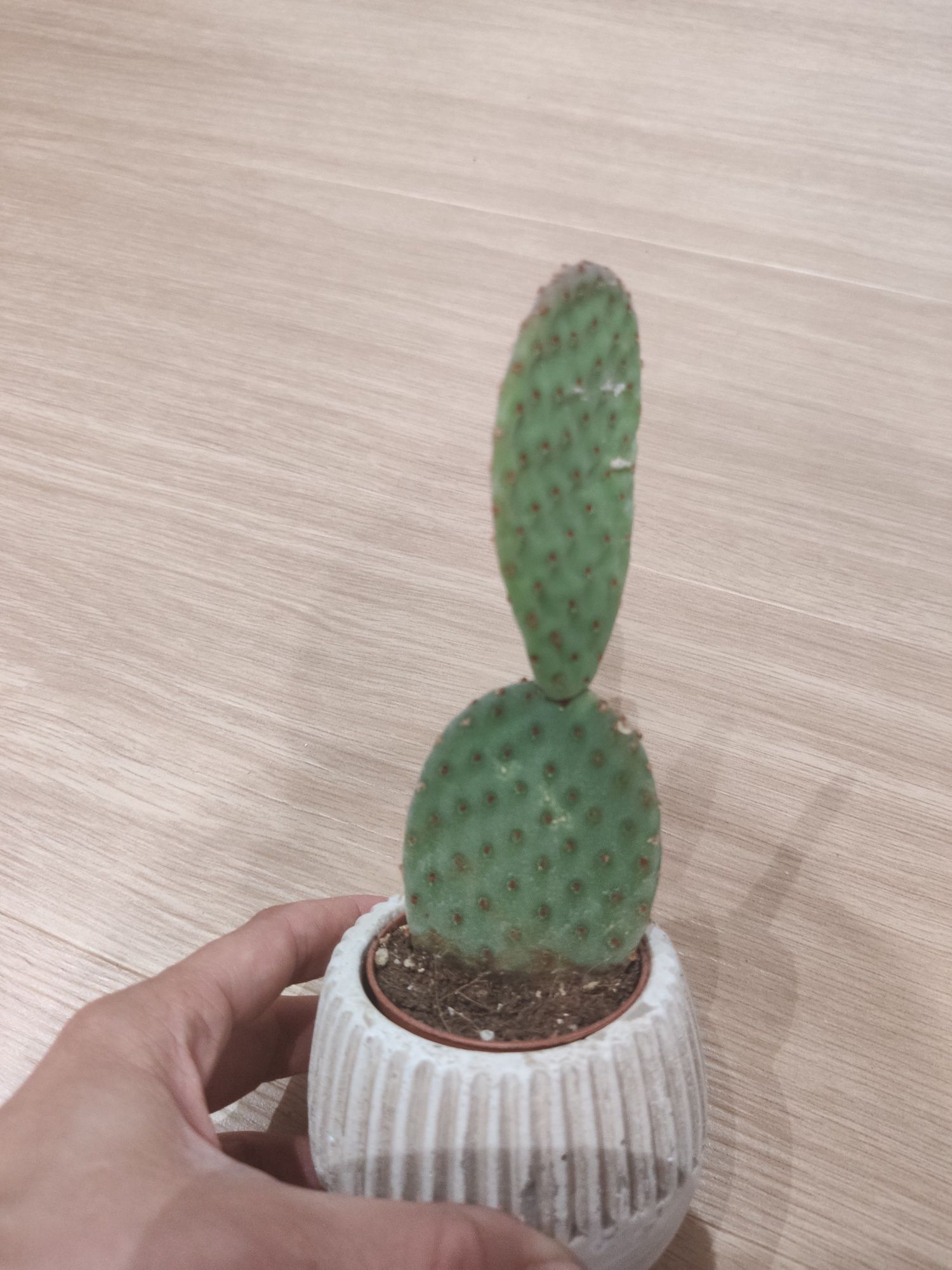 Zamienię opuncje, dracenę lucky bamboo i aglaonemę
