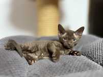 Devon rex kocur FPL śląsk