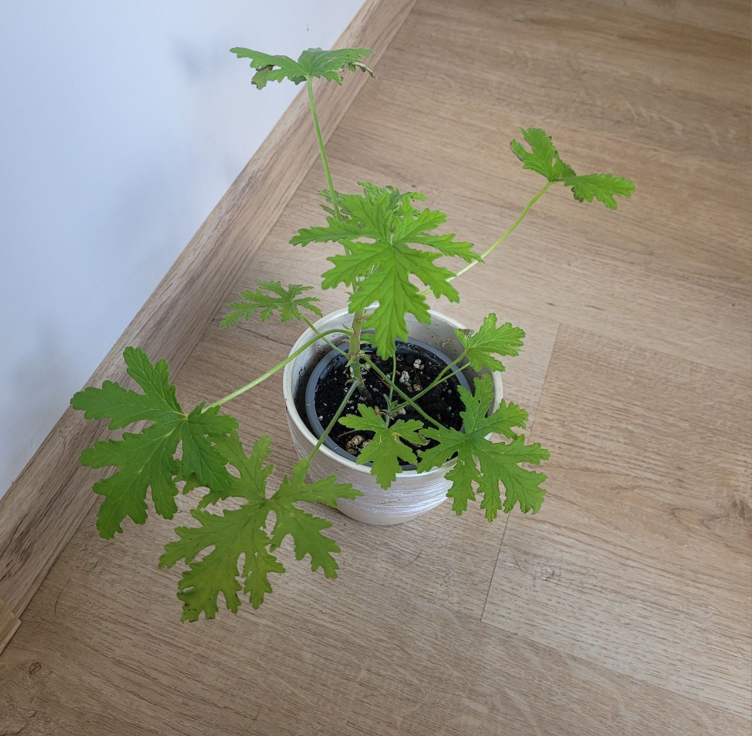 Geranium anginka roślina zielona