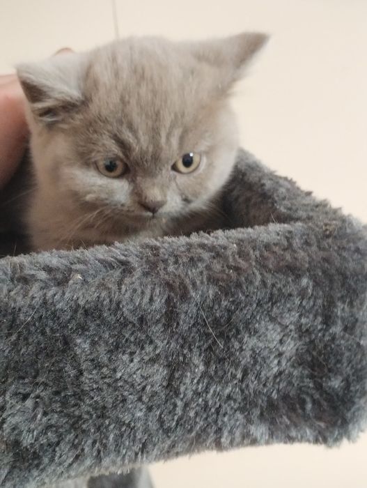 Kotka brytyjska lilowa i niebieska