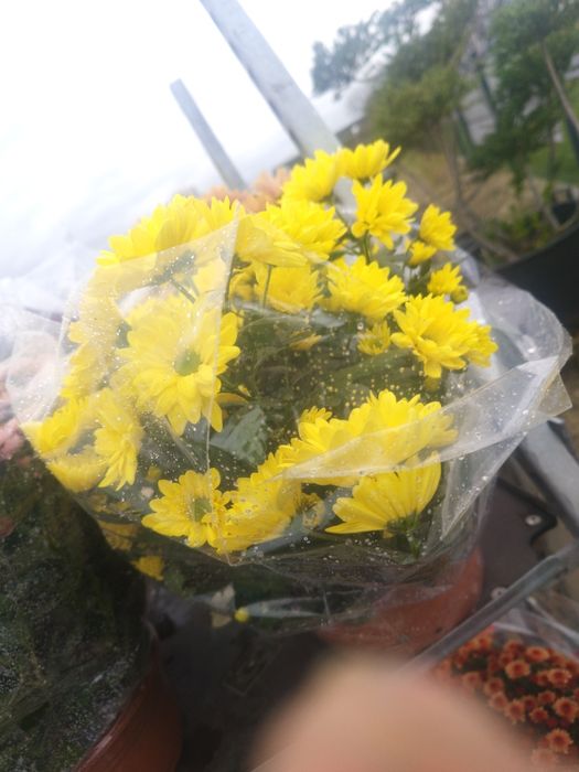 Chryzantemy różne kolory i  wielkości doniczka