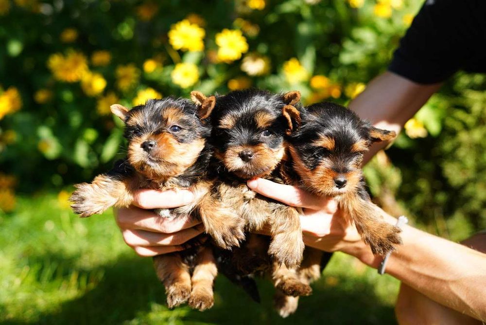 Любознательные йорки