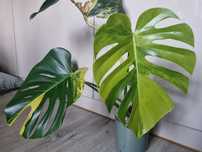 Monstera yellow Marilyn marmorata LF aurea cała roślina big form