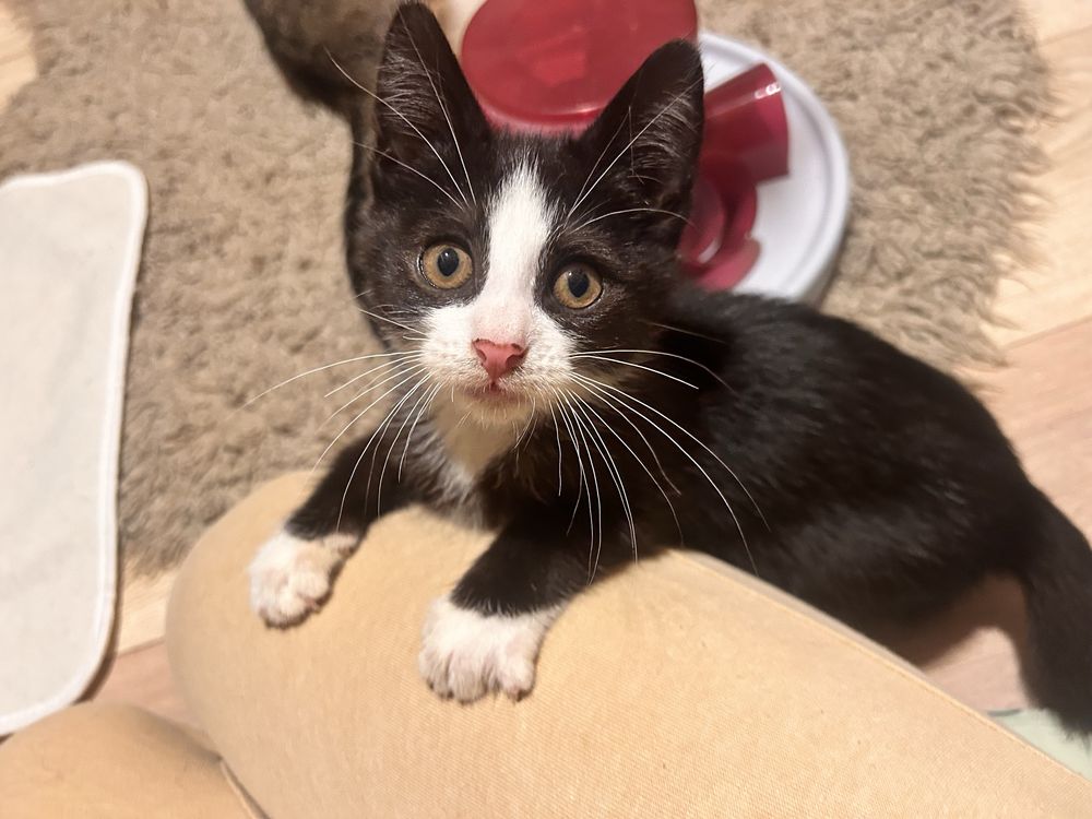 Kocie piękności do adopcji