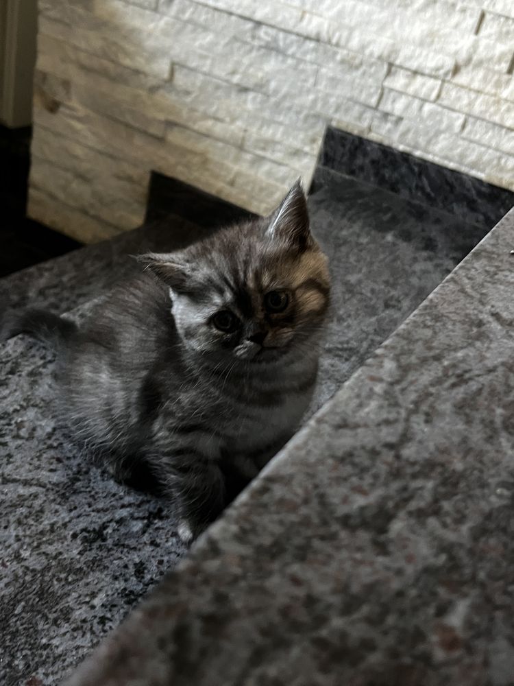 Kotka dymna whiskas brytyjska