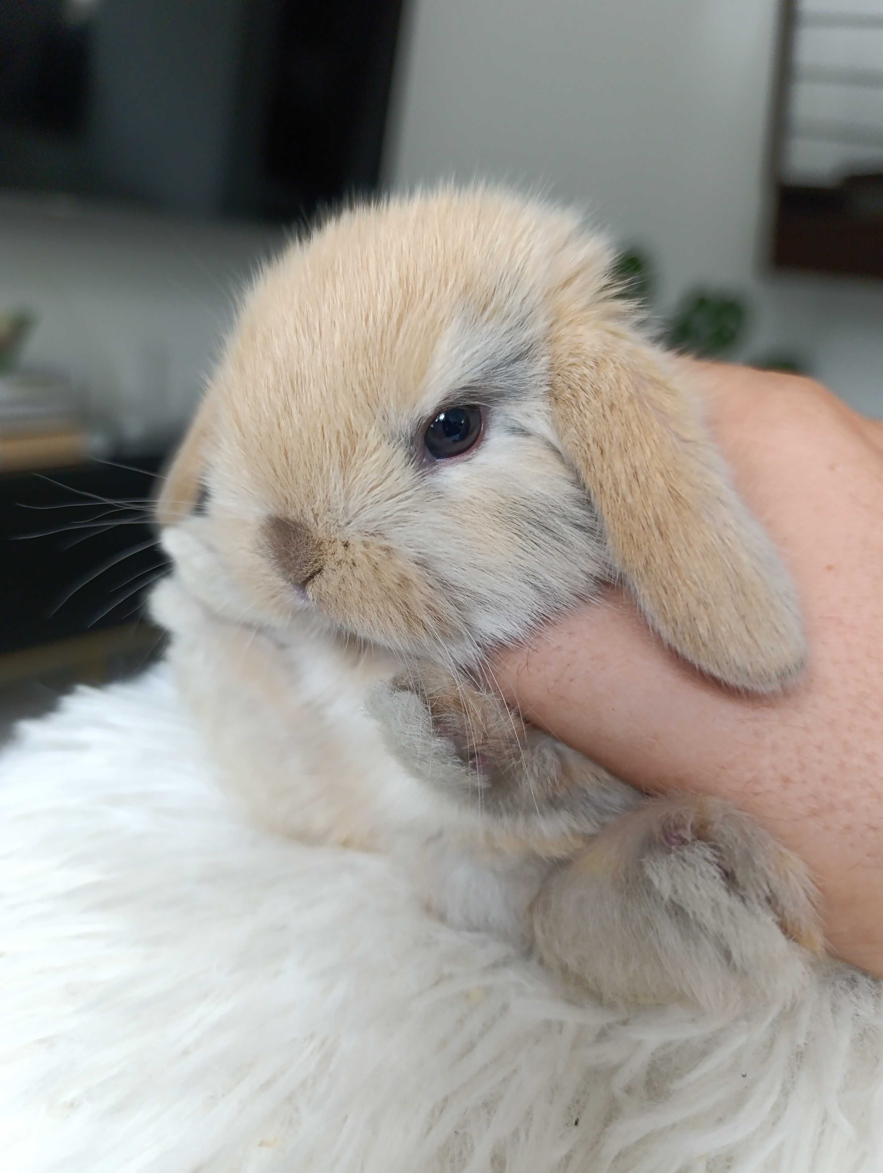 Mini lop karzełek Teddy hodowla zarejestrowana