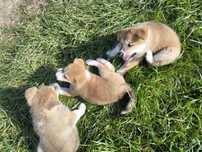 Akita inu szczeniaki