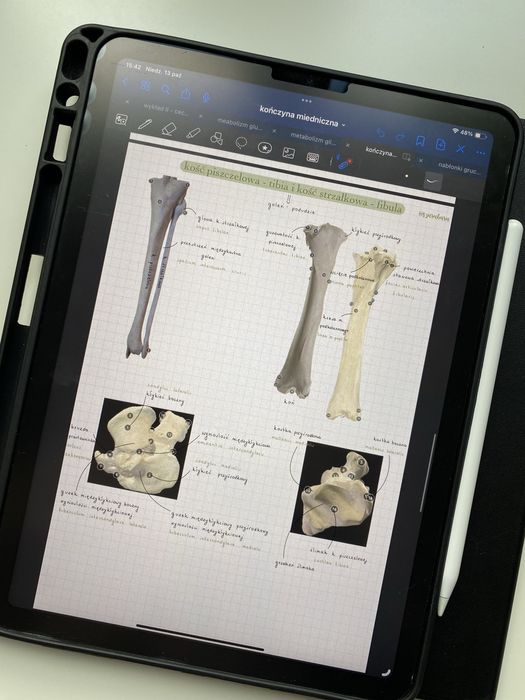 Anatomia zwierząt - notatki z anatomii z pierwszego roku weterynarii