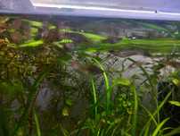 Mieczyki Xiphophorus helleri Rio Atoyac  - stadko 10 szt Szczecin
