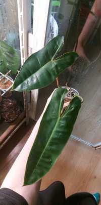 Philodendron billietiae