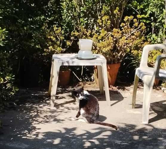 Gata jovem para adopção muito responsável