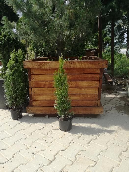 Thuja Szmaragd 55-70cm, od producenta