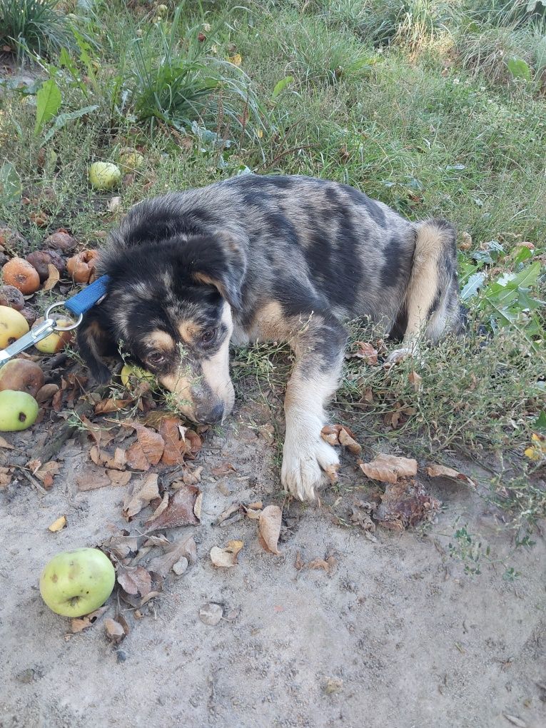 Oddam za darmo ze schroniska suczke po sterylizacji.